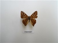 藏品(銀紋尾蜆蝶)的圖片